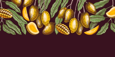 Ripe mango background. Tropical fruit hand drawn vector illustration. Exotic plant with fruit, leaves, branches sketches in color. Summer food banner,  juice packaging, menu design in color